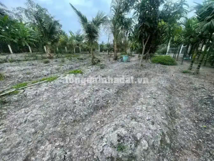 4 Đất đẹp, cao ráo, rào bao quanh, giấy thể hiện đường Xã Lộc Hòa, Huyện Long Hồ, Vĩnh Long